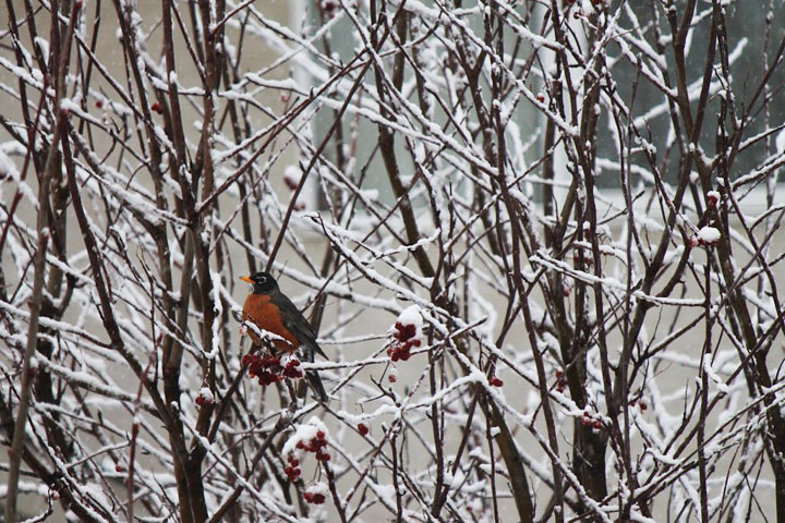 March 18: This Your Saskatchewan photo of a robin was taken by Jody Diakow in Saskatoon.