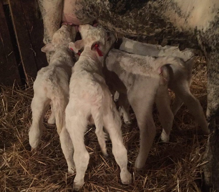 The four calves are doing well.