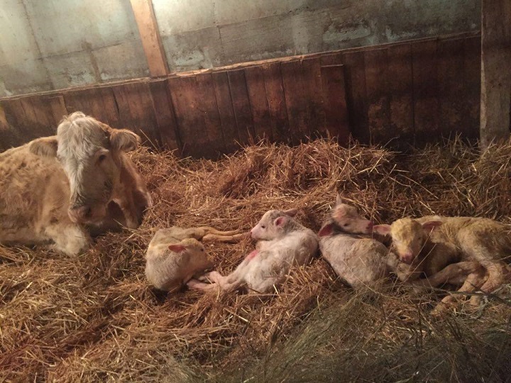 Four healthy calves were born last week at a Saskatchewan farm.