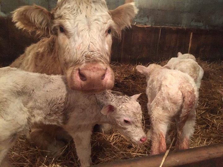Cow gives birth to 4 adorable calves in Saskatchewan - image