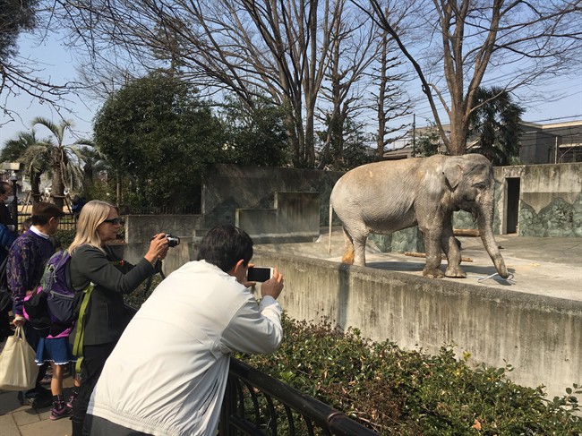 Hanako the elephant is shown at his enclosure at Inokashira Park Zoo in Tokyo in this recent handout photo. For 40 minutes each day at a zoo in Tokyo, Japan's oldest elephant transforms from a bored, zombie-like state to flapping her ears and making huffing sounds, says a Vancouver woman who led a global campaign to improve the animal's welfare. Hanako becomes animated when her keepers visit the 69-year-old elephant to feed her by hand, brush her with a rake and clean her feet.