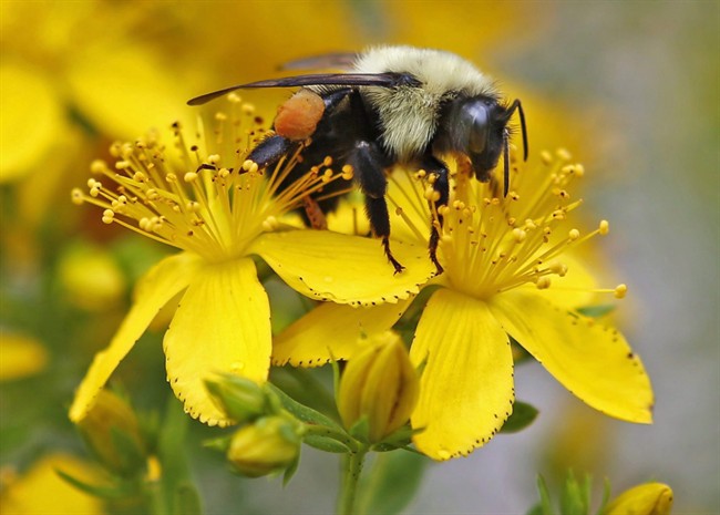 A bumblebee gathers nectar on a wildflower.