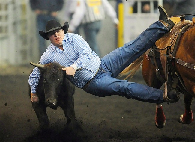 Straws Milan of Cochrane, Alta. competes for the steer wrestling title at Canadian Finals Rodeo in Edmonton on Sunday, Nov. 14, 2010. The Canadian Finals Rodeo, held in Edmonton since 1974, is headed to Saskatoon starting in 2017.