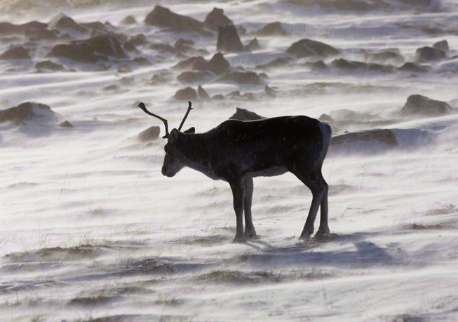 A wild caribou roams the tundra near The Meadowbank Gold Mine located in the Nunavut Territory of Canada on March 25, 2009.