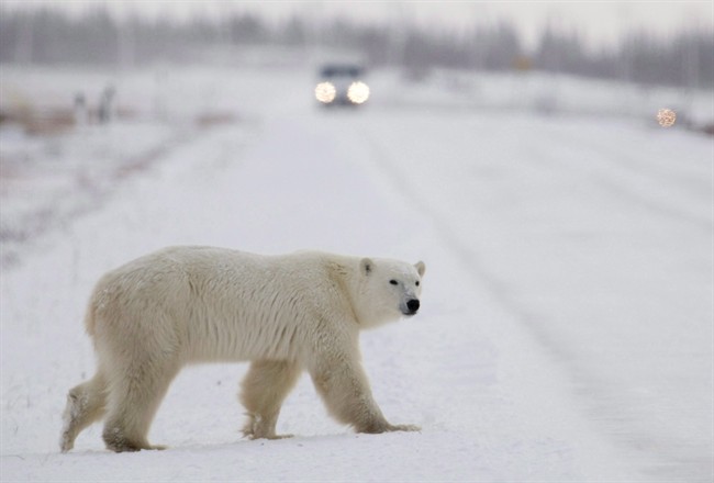 A polar bear is seen walking across the street in Churchill, Man.