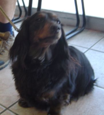 Ontario man charged after 81-year-old’s dachshund ‘companion’ mauled to death by dogs - image