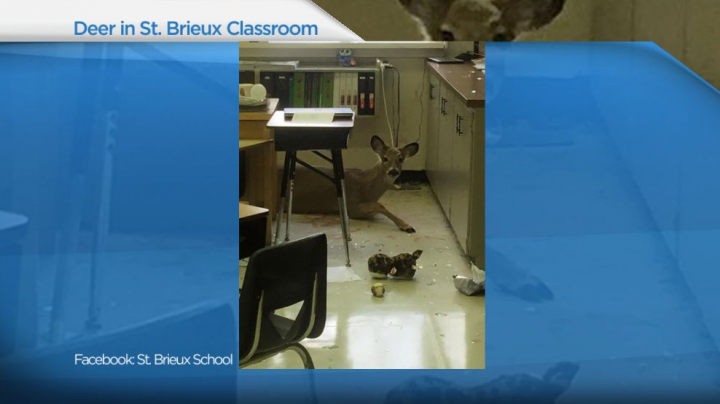 Oh deer! Students and staff had some after school excitement Wednesday in St. Brieux after a deer jumped through a classroom window.