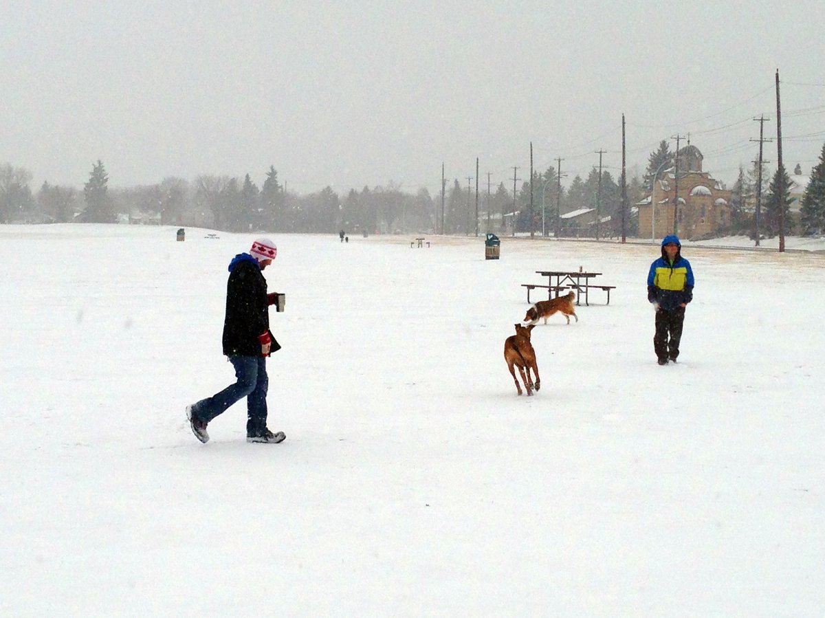 Off-leash area in Edmonton’s Grand Trunk dog park to be fenced by city - Edmonton | Globalnews.ca