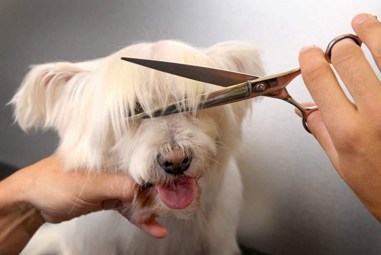 A new vocational program will allow federal inmates in Edmonton to become registered, certified pet groomers.