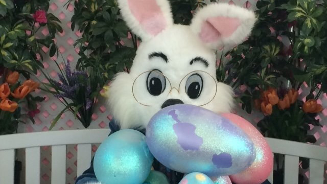 The Town of Slave Lake deems the Easter Bunny an essential worker during COVID-19 pandemic.