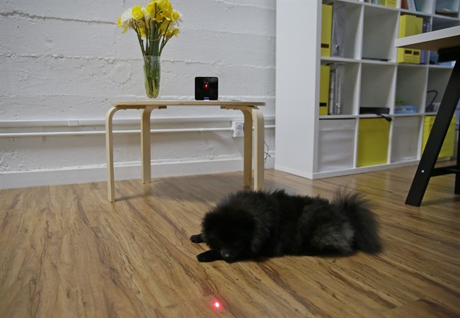 In this photo taken Wednesday, Feb. 24, 2016, Pusher, a Pomeranian dog, plays with a laser pointer on the interactive wi-fi pet camera Petcube in San Francisco.