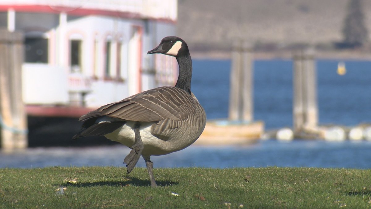 A Peterborough County man pleaded guilty for using a vehicle to hit a goose.