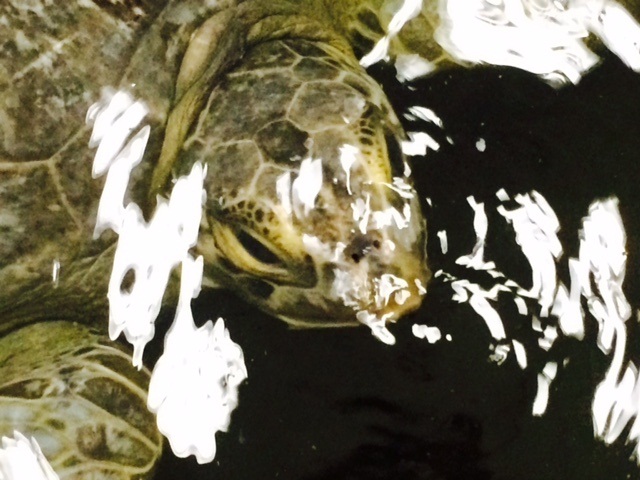 FILE PHOTO: Comber recovered at the Vancouver Aquarium, and will be released back into the wild soon.