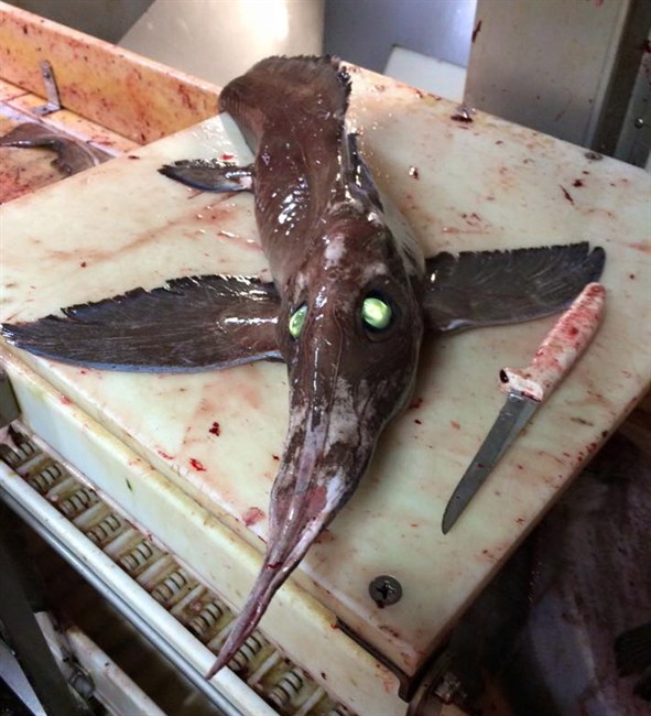 A fish caught by Nova Scotia fisherman Scott Tanner is shown in a handout photo. 