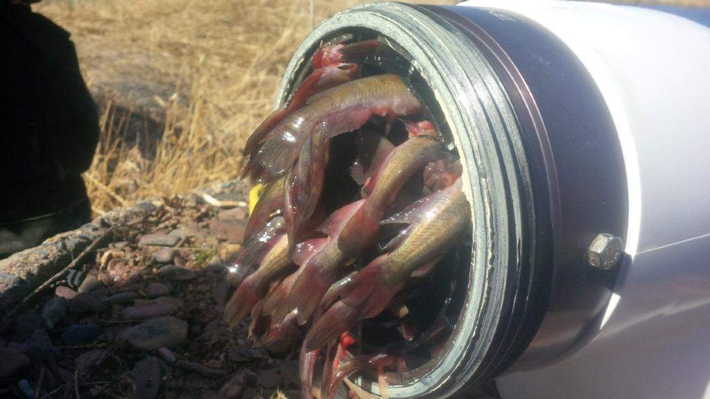 Fish are seen here clogging a dry hydrant in Aylesford on Tuesday, March 8, 2016. 