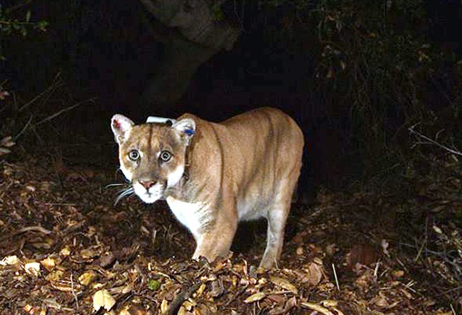 This Nov. 2014 file photo provided by the National Park Service shows the Griffith Park mountain lion known as P-22. Officials believe P-22, the wild mountain lion that prowls Griffith Park in Los Angeles, made a meal of a koala found mauled to death at the LA Zoo. The zoo's director, said this week that workers found the koala's body outside its pen March 3.