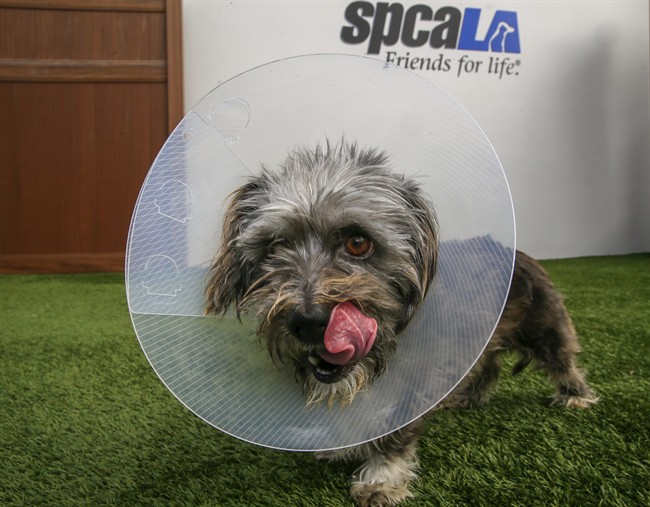 This Wednesday, March 2, 2016, photo, shows Puffin, a three-year-old Terrier mix female dog wearing a cone of shame device.