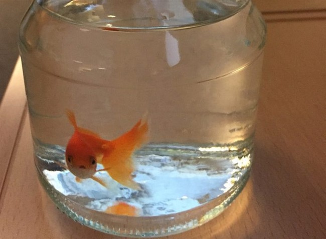 In this photo provided by the Norwegian police, a goldfish swims inside a jar, at the police station in Bodo, northern Norway, Sunday, March 6, 2016.