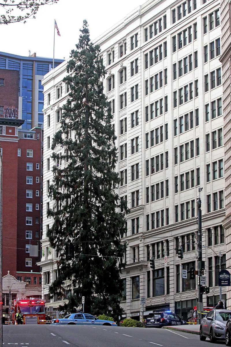 Police try to coax a man out of an 80-foot tall tree in downtown Seattle, Tuesday, March 22, 2016, after he climbed nearly to the top, disrupting traffic. Police say when authorities arrived, the man refused to speak with them and threw an apple at medics.
