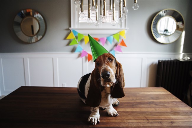 Dean, the Basset Hound who has over 105,000 followers on Instagram, celebrated his second birthday at a party at his Toronto home on Sunday, February 28, 2016.