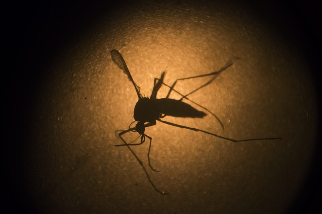 Zika virus is transmitted through mosquitoes. Two Manitobans have confirmed cases.