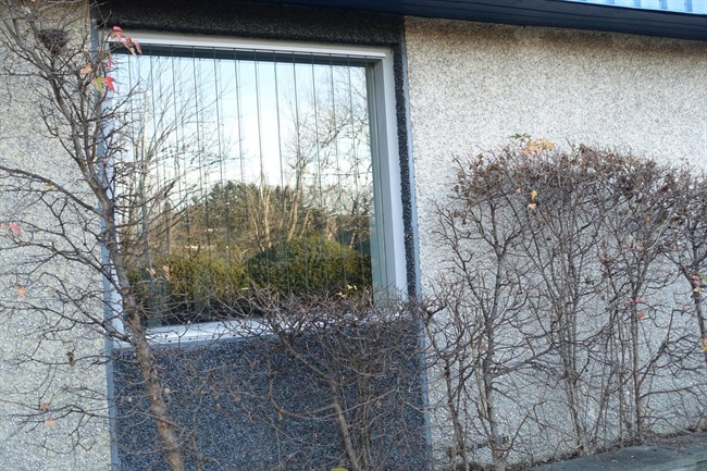 Hundreds of millions of birds die each year flying toward the trees and bushes they see reflected in the glass. 