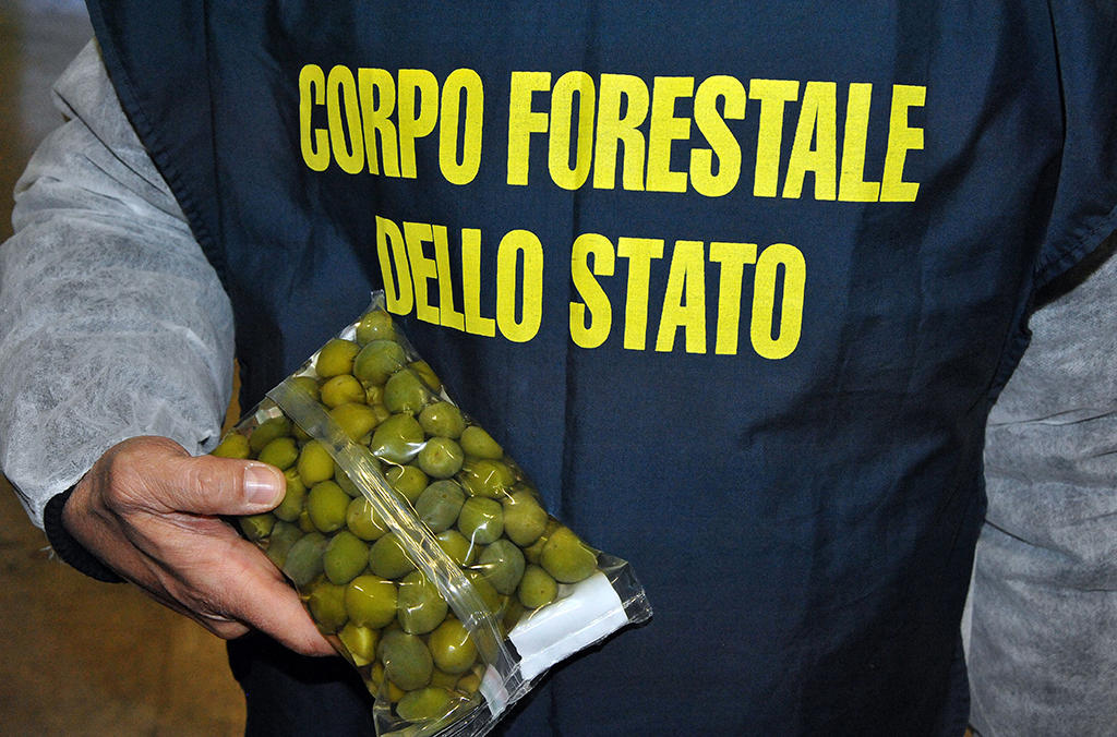 Italian officers recovered more than 85 tonnes of olives which had been ‘painted’ with copper sulphate solutions to enhance their colour.