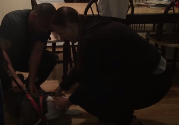 Ayana Kelly and her family welcomed back their American pit bull terrier Gucci.