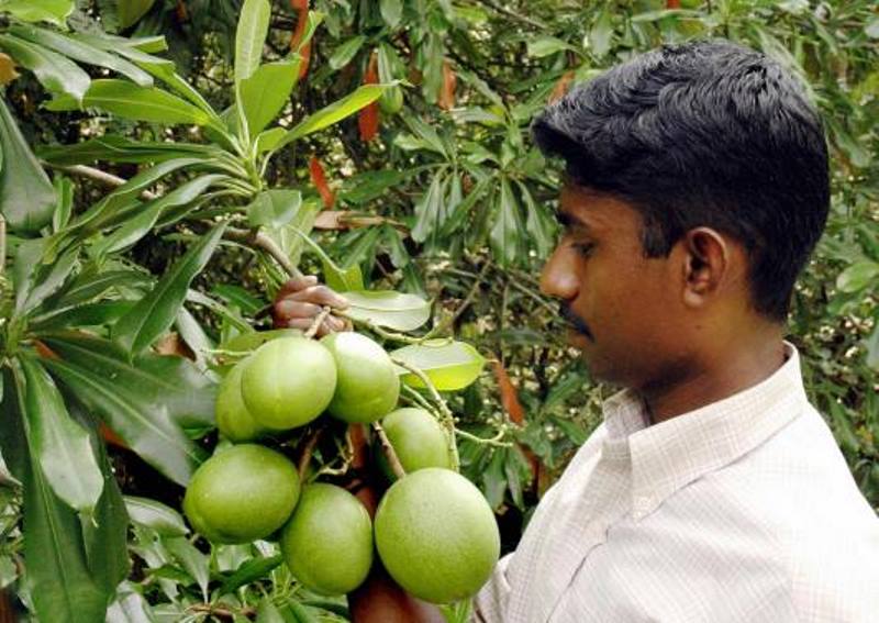An Indian man looks at the fruit of a Cerbera odollam tree in Trivandrum, 25 November 2004. The Indian tree which has poisonous fruit is used by more people to commit suicide than any other plant in the world and has a barely-investigated role in murder, French and Indian scientists say.   