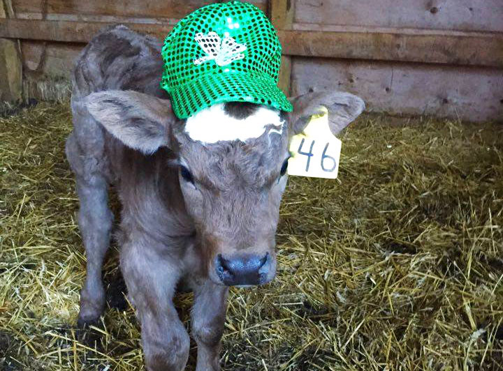 March 19: This Your Saskatchewan photo was taken by Kaitlin Reade of Charlie saying happy St. Paddy’s Day from Cando.