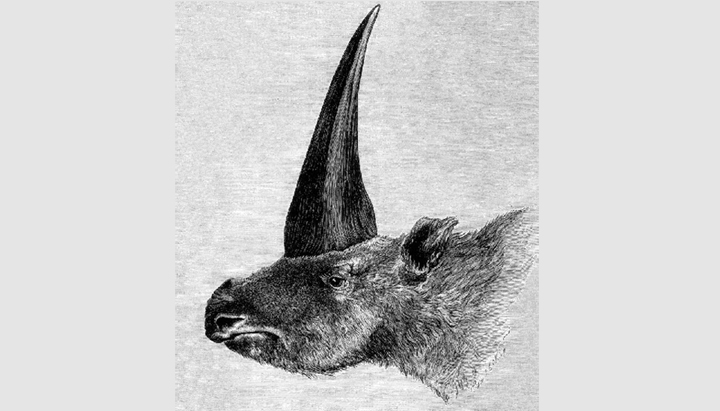 The first published restoration of Elasmotherium sibiricum (1878).