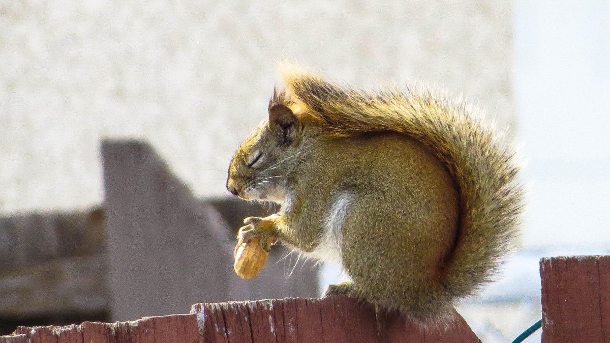 Squirrel taking a nap but still holding onto its food Monday morning in Garden City.