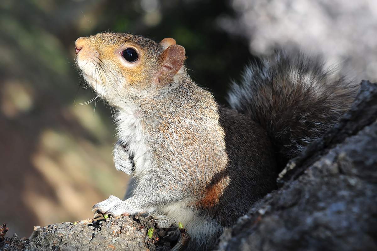 A squirrel sits on the trunk of a tree, March 29, 2016.