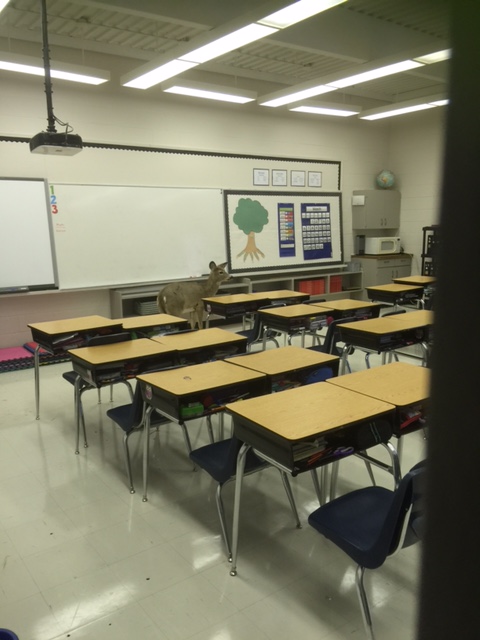 Deer goes to school