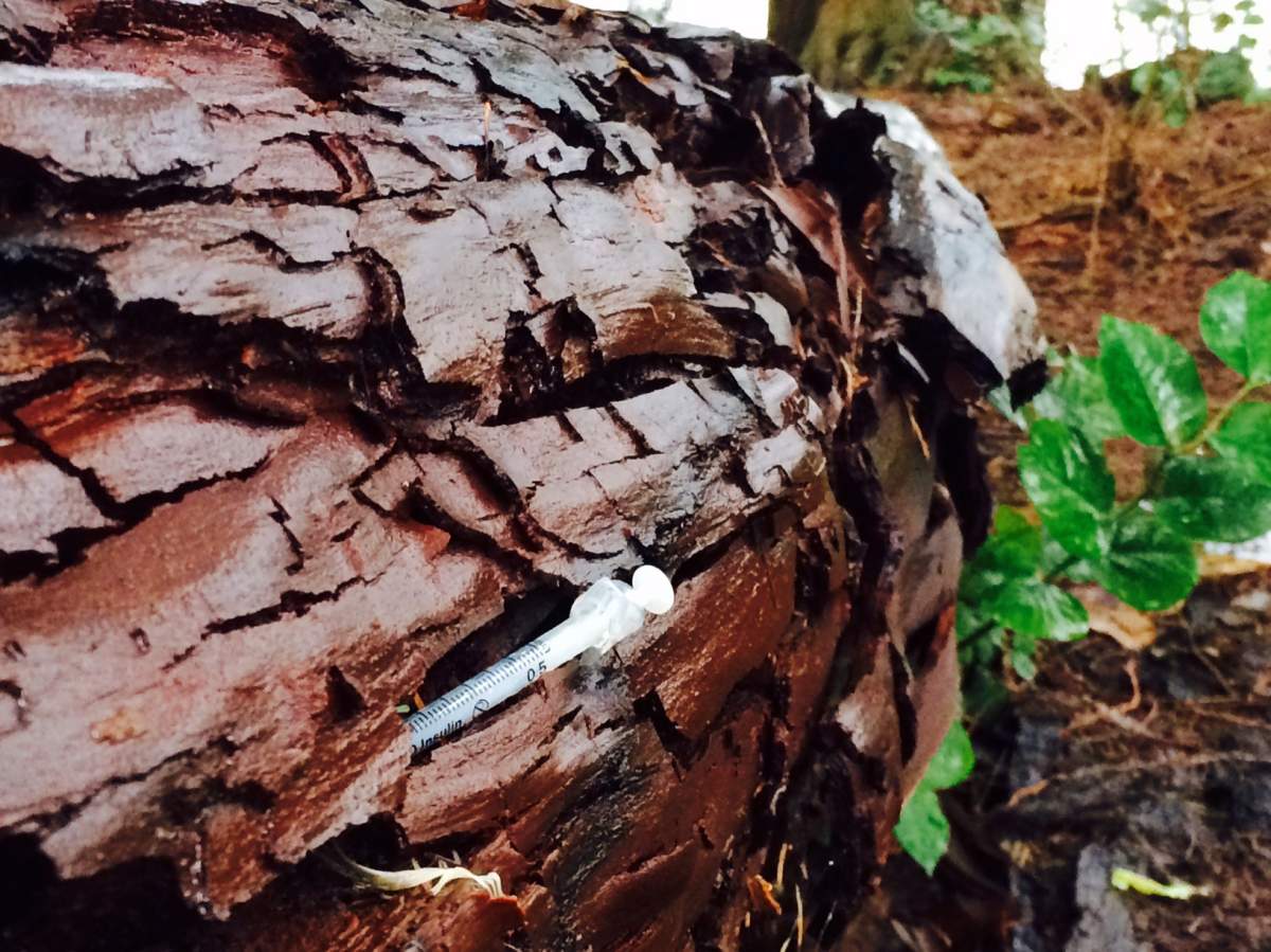 One man is on a quest to clean up all the garbage lurking in the bushes of Vancouver's Stanley Park.