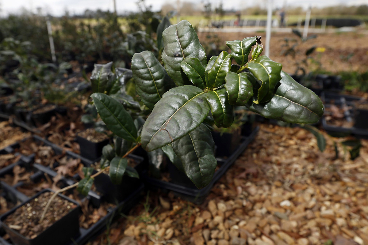 In this Feb. 29, 2016 photograph, a Camellia sinensis plant grows on the grounds of The Great Mississippi Tea Company near Brookhaven, Miss. 