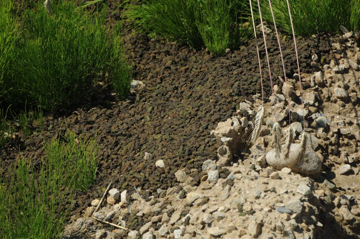 Controversial Nakusp logging project goes ahead - image