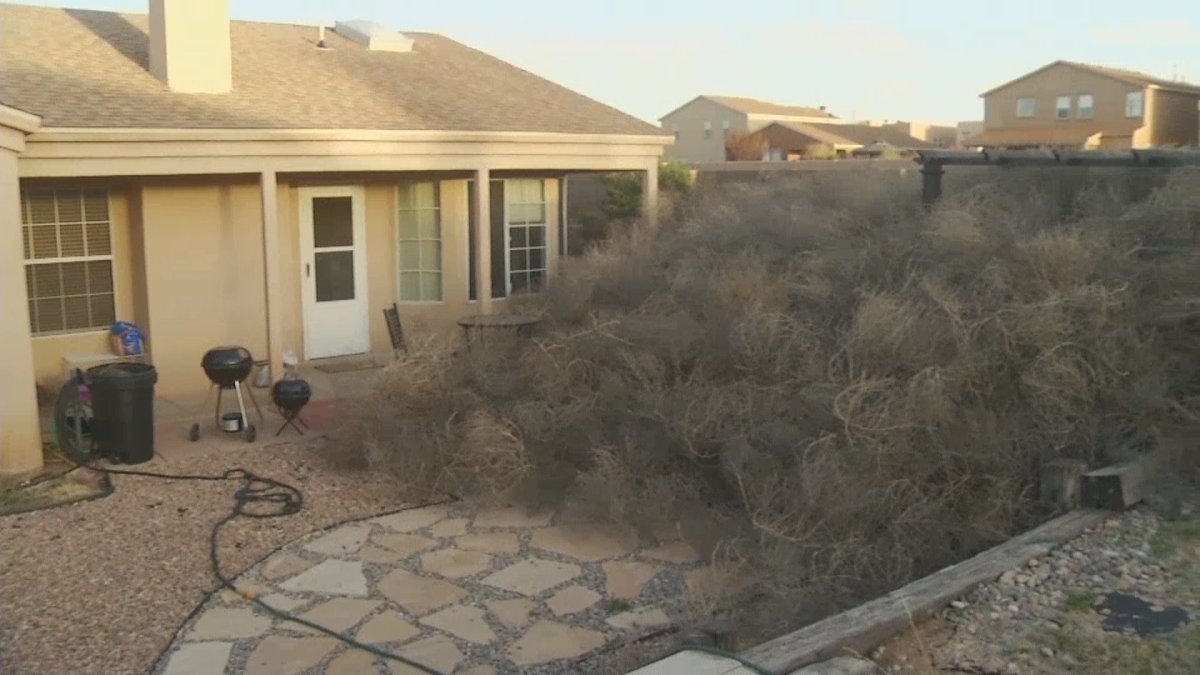 WATCH: Tumbleweeds turn family’s backyard oasis into massive mess - image