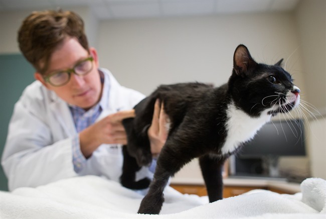 Feral B.C. kitten to get cutting-edge prosthetics - image
