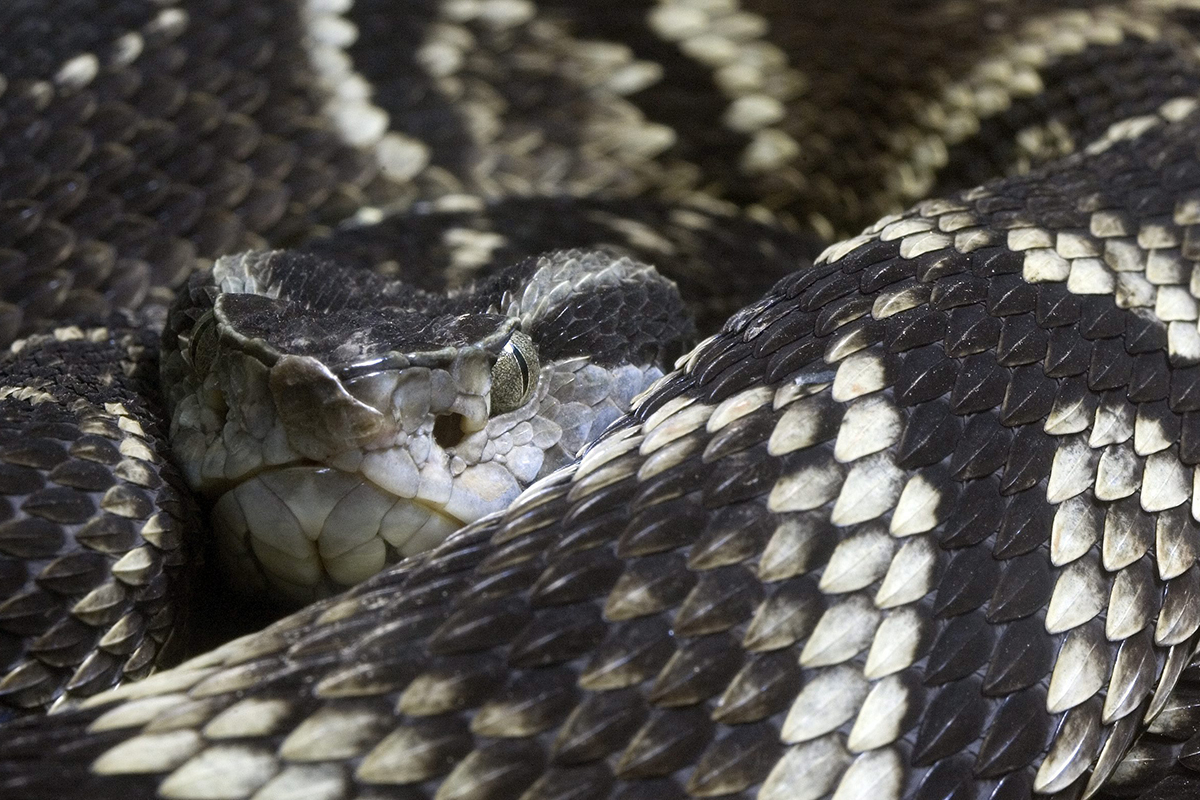 A Pit Viper snake is on exhibit at the Butantan Institute in Sao Paulo, Monday, Sept. 29, 2008. 