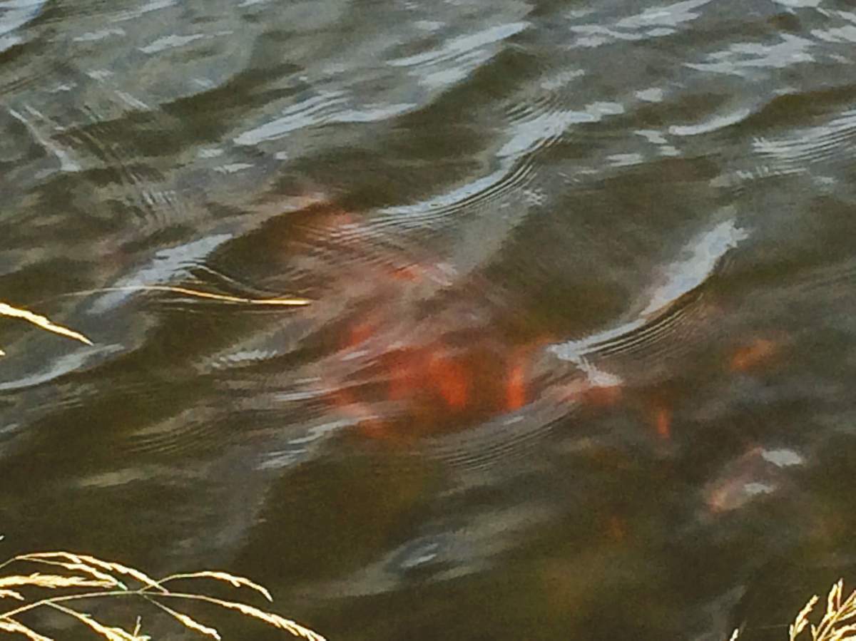 Goldfish found in St. Albert storm pond
