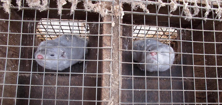 In this Feb. 12, 2013 photo two minks in cages at Bob Zimbal's fur farm in Sheboygan Falls, Wis.