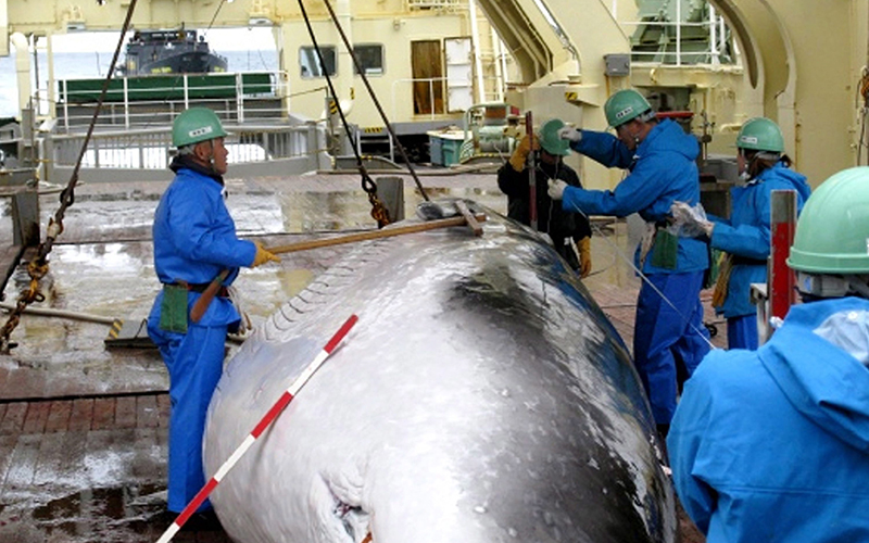 Workers measure a captured mink whale on the deck of Japanese whaling ship, the Nisshin Maru, as Sea Shepherd's ship, the M/Y Steve Irwin.