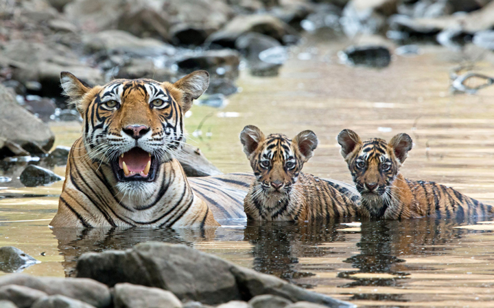 The rare sight of a Bengal tiger mother and her cubs in the wild.