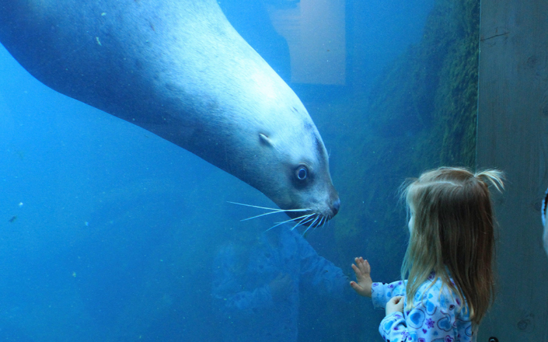 Elin Lunoe, 4, of Anchorage, Alaska, and Pilot, a 5-year-old Steller sea lion, check each other out at a tank at the Alaska SeaLife Center.
