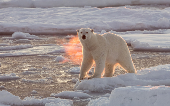 A Polar Bear roams the Arctic ice - 25 Dec 2015.