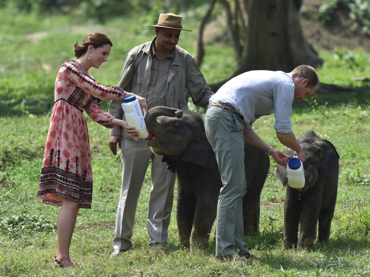 Prince William and Catherine Duchess of Cambridge feeding baby rhino and elephants during their visit to the Centre for Wildlife Rehabilitation and Conservation in Kaziranga National Park