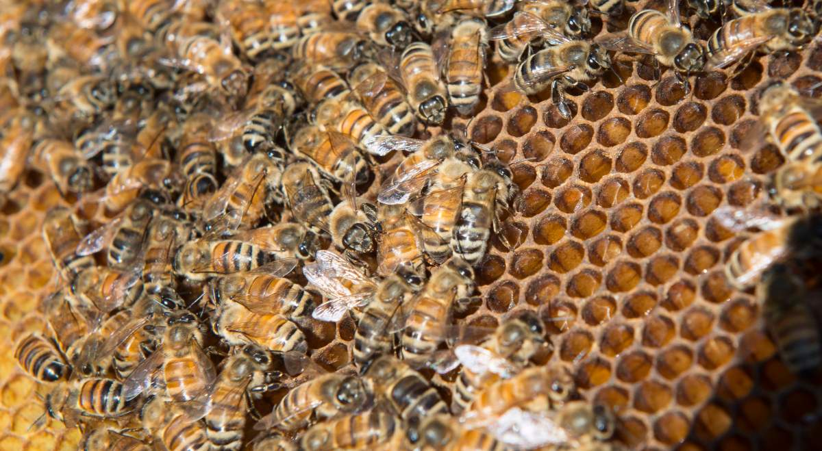 Bees will now be calling the rooftop of the Manitoba Hydro building home in Winnipeg.