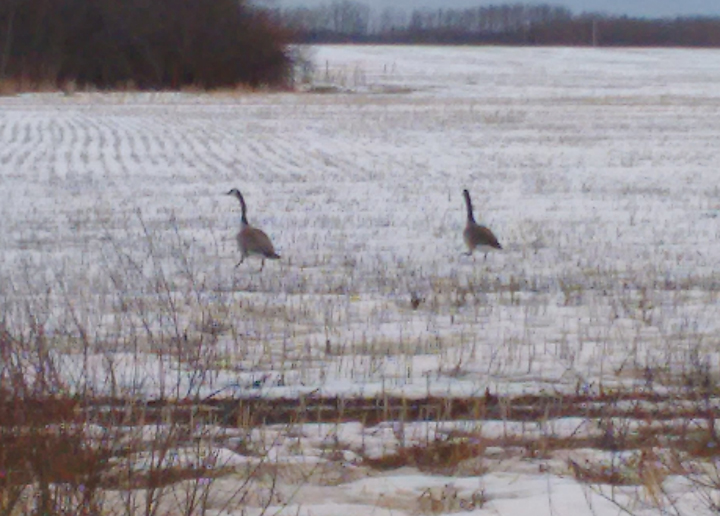 April 5: This Your Saskatchewan photo was snapped by Brandy Kormish in Meadow Lake.