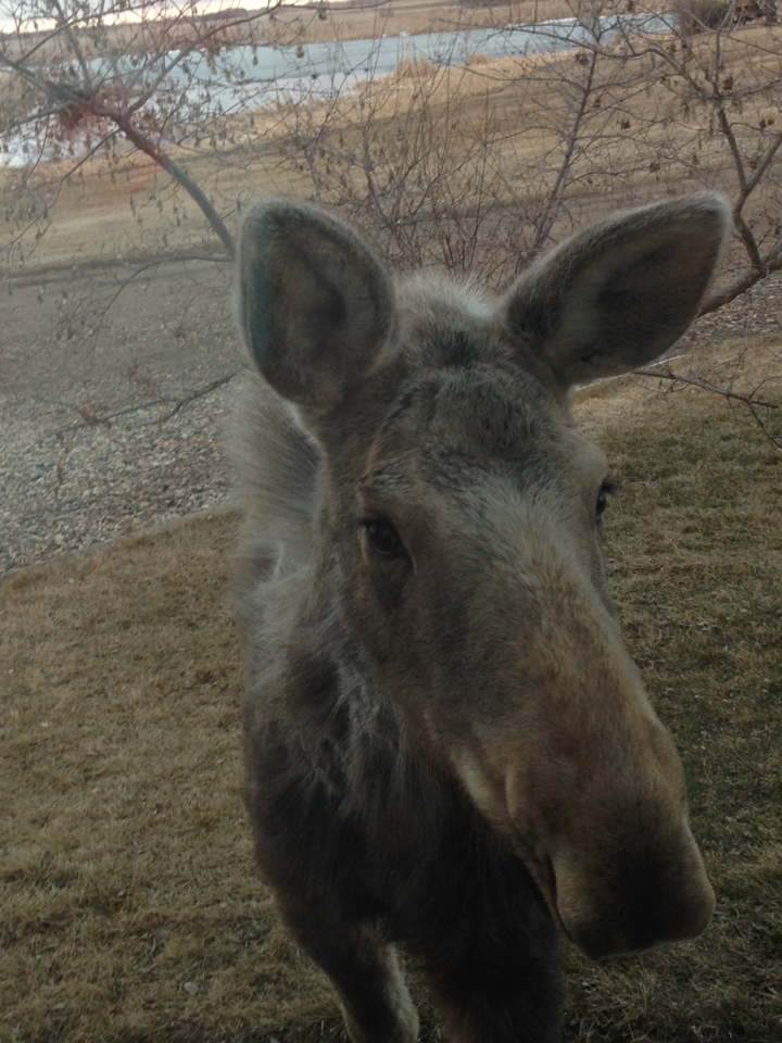 April 6: Loral Antonenko took this Your Saskatchewan photo in Biggar of a breakfast guest
